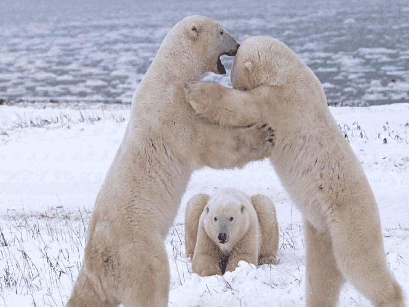 试管6次打针搞笑（试管是自然排卵吗）